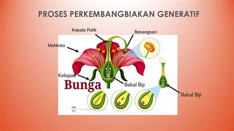 Tumbuhan Generatif Homecare24