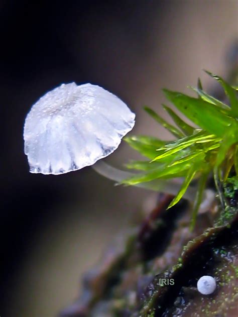 Micro Fungi By Iriscup On Deviantart
