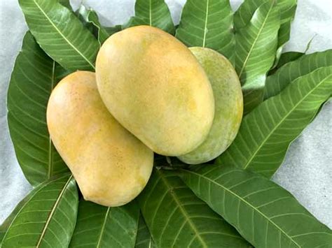 Why Are Kesar Mangoes So Special And How Are They Different From