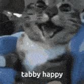 tabby cat pfp tabby cat profile pics