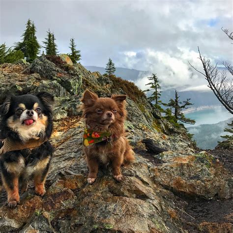 Mountain Climbing Dog at Marcus Dacomb blog