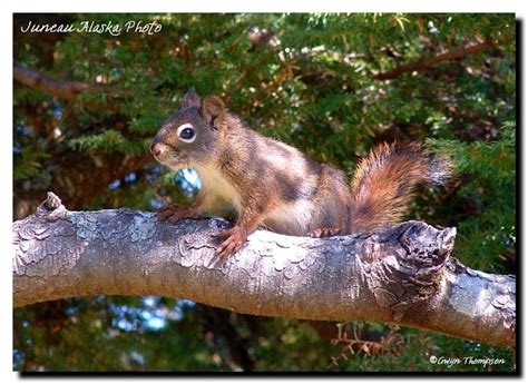 Juneau Alaska Photo Red Squirrel