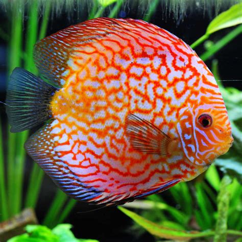 12 Fast Facts About Discus Fish Factopolis