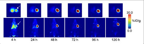 PET Imaging With 89 Zr DFO A33 Mice Bearing Subcutaneous SW1222