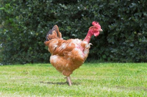 Naked Neck Turken Chicken Breed Profile Pictures