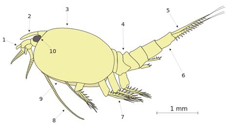 Malacostraca - New World Encyclopedia