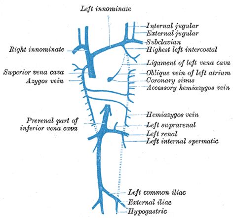 Internal Jugular Vein Wikidoc