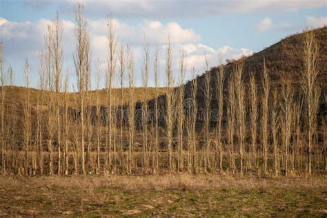 Los Rboles De Lamo Son Desnudos En Naturaleza Foto De Archivo