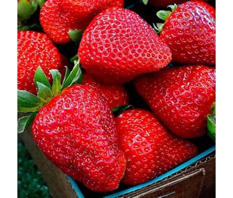 Клубника «Гармония» — описание, фото и характеристики сорта садовой ...