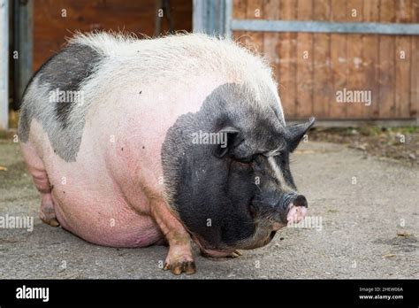 Fat Pink And Black Pot Bellied Pig Standing In Front Of Farm Stock