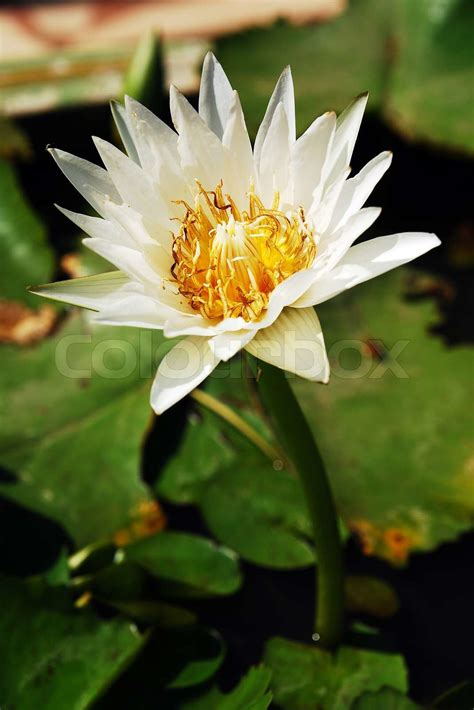 Lotus On Water Stock Image Colourbox