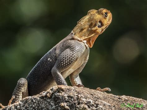 Agama Finchi Uganda Agama Finchi C Josef Stulz Flickr