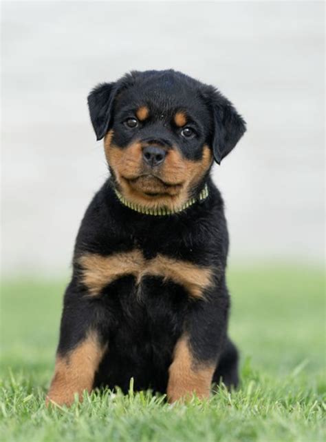 English Rottweiler Puppies