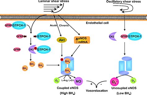 Gtp Cyclohydrolase I Phosphorylation And Interaction With Gtp