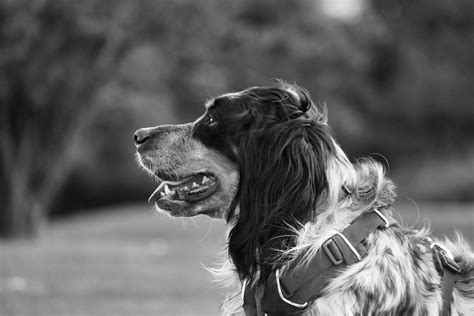 Exploring Types of Gundogs: Traits and Hunting Abilities