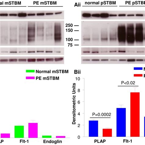 Western Blotting Analysis Of Placental Vesicle Preparations A