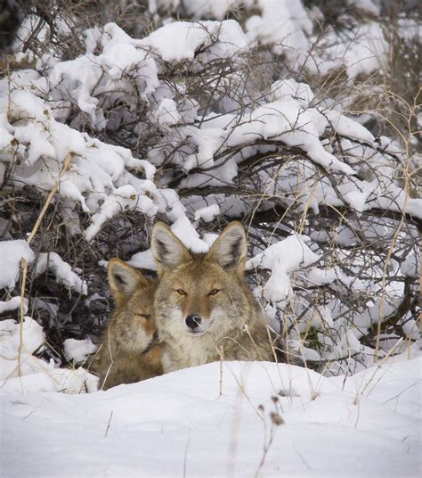 Coyotes Calling Coyotes With Howls Coyote Stuff