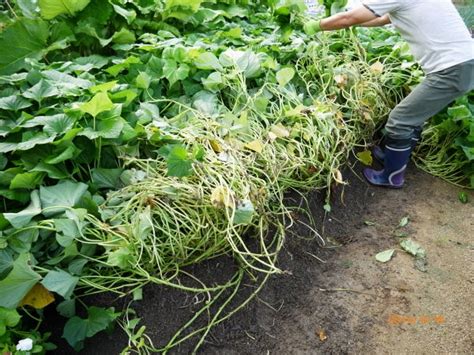 サツマイモのつる返し（86日目） ニャハハの家庭菜園－ポタジェと水耕栽培