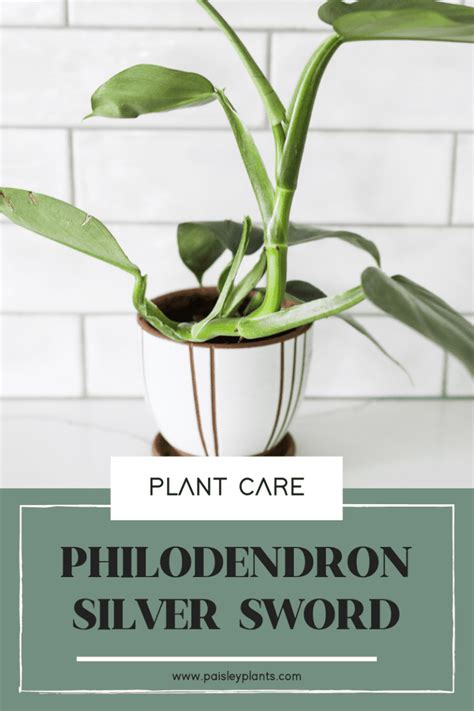 Philodendron Silver Sword Plant Care Guide Paisley Plants