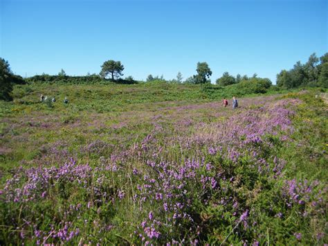Dorset Group 30 Jul 20 Upton Heath And Holes Bay Gay Outdoor Club