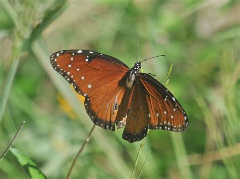 The Online Zoo - Queen Butterfly