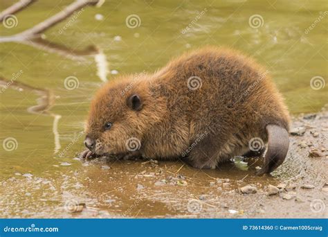 Baby Beaver stock photo. Image of edge, beaver, cute - 73614360