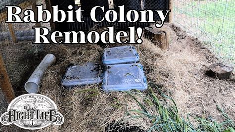 Rabbit Colony Remodel Upgrading The Bucket Burrow System Raising