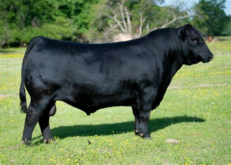 LF SHOCK & AWE 9062 – Premium Beef Genetics