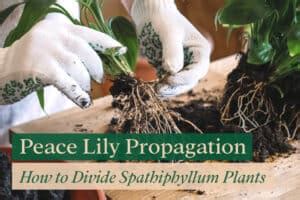 How To Divide Peace Lily Plants Spathiphyllum Bloomsprouts