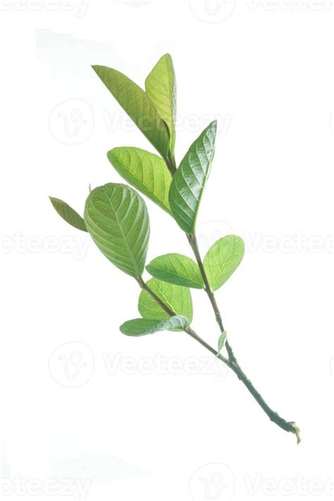 Guava Leaves Isolated On White Background The Name Of The Plant Is