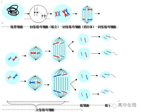 减数分裂复制转录翻译 掌门1对1