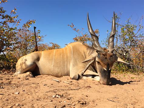 Hunting Zimbabwe Spear Safaris