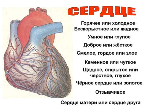 Работоспособность сердца - презентация онлайн