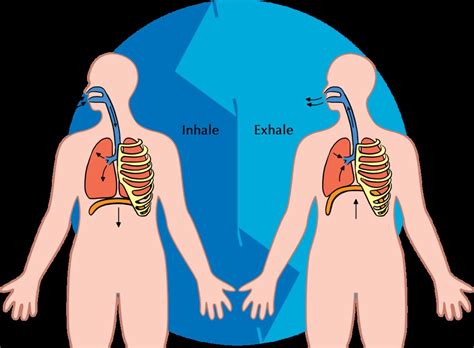 Breathing Cycle Illustration Used In Gr 7 9 Natural Scienc Flickr