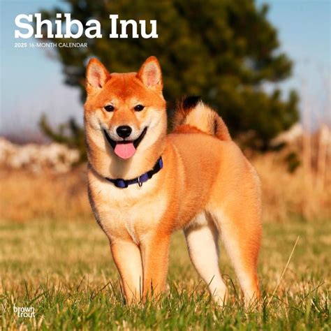 Shiba Inu Kalender 2025 Kopen Bestel Eenvoudig Online