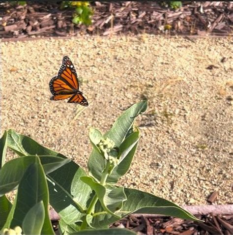 Butterfly Gardening In California The Homeowners Guide 2025