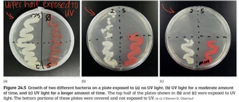 microbiology lab final weeks 4-7 Flashcards | Quizlet