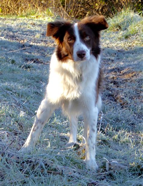 Pin by Stuart Thorn on My Border Collies | Brown border collie, Border