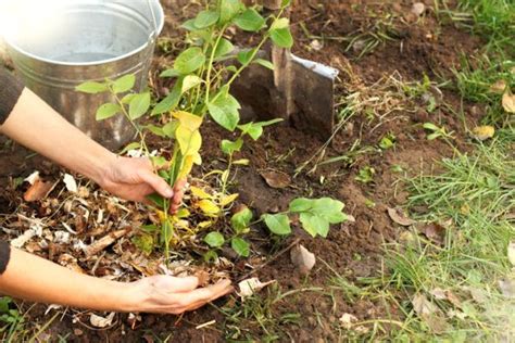 How To Make Mulch From Leaves Homey Plans