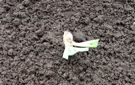 Пересадка ирисов: все что нужно знать, чтобы долгие годы наслаждаться ...