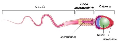 O Que E Espermatozoide - Espermatozoides: o que é, estrutura, produção - Mundo Educação