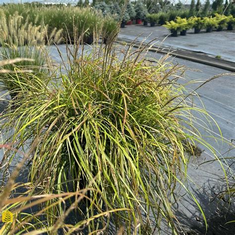 Miscanthus Sinensis Little Miss Maiden Grass From Home Nursery