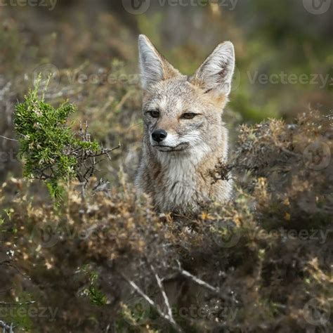 Pampas Grey fox in Pampas grass environment, La Pampa province ...