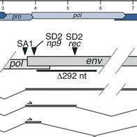 Schematic Of HERV K HML 2 Provirus And Splicing Of Rec And Np9 MRNAs