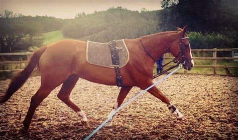 5 Reasons To Regularly Lunge Your Horse Seriously Equestrian