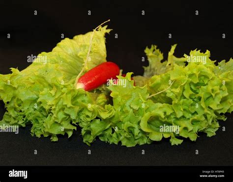 Lettuce and radish hi-res stock photography and images - Alamy