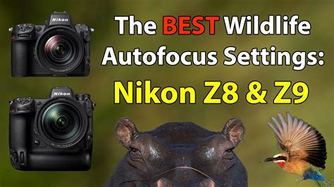 The Ultimate Nikon Z And Z Af Setup Guide For Wildlife Photography