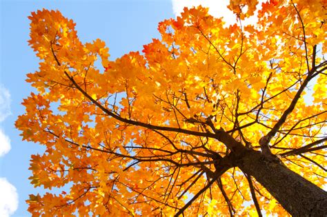 What Kinds Of Maple Trees Can Be Tapped Blain S Farm And Fleet Blog