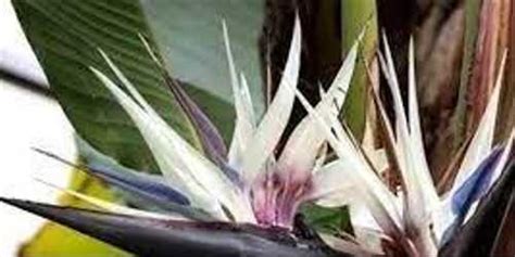 Стрелица Королевская Николая | Festima.Ru - Мониторинг объявлений