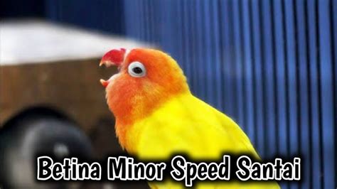 Masteran Lovebird Betina Konslet Speed Lambat Ampuh Cetak Durasj